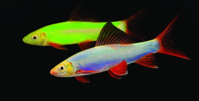 Лабео (GloFish) ассорти